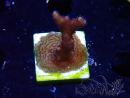 WYSIWYG Montipora Polype Violet
