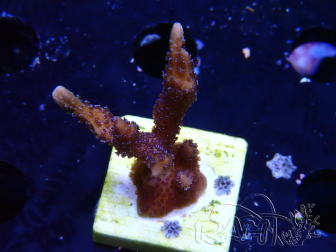 WYSIWYG Montipora Polype Violet 1U4
