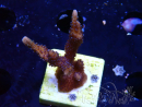 WYSIWYG Montipora Polype Violet