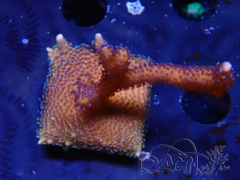 WYSIWYG Montipora Polype Violet 1U6
