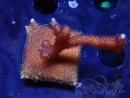 WYSIWYG Montipora Polype Violet