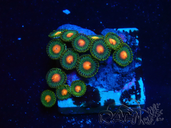 WYSIWYG - Zoanthus 14A2 Mariculture Indo Acclimaté sous led