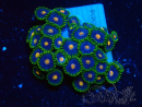 WYSIWYG - Zoanthus Indo Mariculture Acclimated under LED
