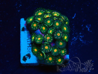 WYSIWYG - Zoanthus Maricultura Indo Aclimatado bajo led