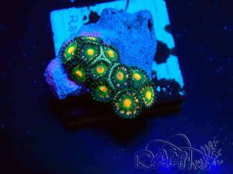 WYSIWYG - Zoanthus Mariculture Indo Acclimaté sous led
