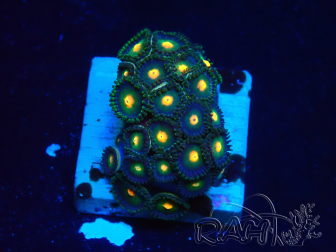 WYSIWYG - Zoanthus Mariculture Indo Acclimated under LED
