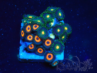 WYSIWYG - Zoanthus Mariculture Indo Acclimated under LED