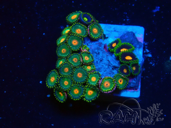 WYSIWYG - Zoanthus Indo Mariculture Acclimated under LED
