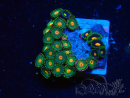 WYSIWYG - Zoanthus Indo Mariculture Acclimated under LED