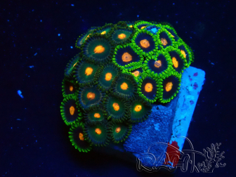 WYSIWYG - Zoanthus 14B5 Mariculture Indo Acclimaté sous led
