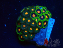 WYSIWYG - Zoanthus Marikultur Indo Akklimatisiert unter LED