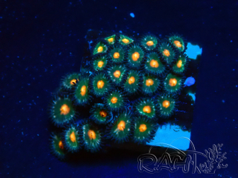 WYSIWYG - Zoanthus Maricultura Indo Aclimatado bajo led