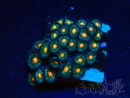 WYSIWYG - Zoanthus 14B6 Mariculture Indo Acclimaté sous led