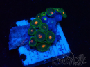 WYSIWYG - Zoanthus Maricultura Indo Aclimatado bajo LED
