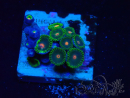 WYSIWYG - Zoanthus Maricoltura Indo acclimatato sotto led