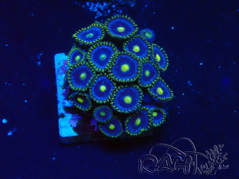 WYSIWYG - Zoanthus Maricultura Indo Aclimatado bajo led