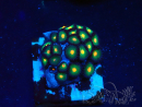 WYSIWYG - Zoanthus Indo Mariculture Acclimated under LED