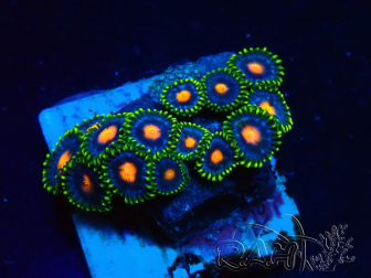 WYSIWYG - Zoanthus Indo Mariculture Acclimated under LED