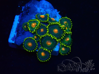 WYSIWYG - Zoanthus Indo Mariculture Acclimated under LED