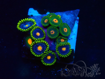 WYSIWYG - Zoanthus 14D2 Mariculture Indo Acclimaté sous led