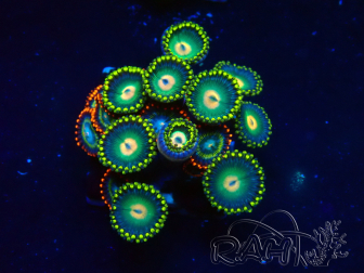 WYSIWYG - Zoanthus Mariculture Indo Acclimaté sous led