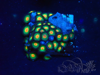 WYSIWYG - Zoanthus Maricultura Indo Acclimatato sotto led