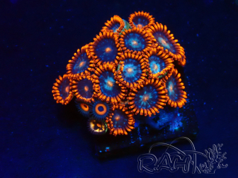 WYSIWYG - Zoanthus Maricultura Indo Aclimatado bajo LED