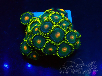 WYSIWYG - Zoanthus Mariculture Indo Acclimated under LED