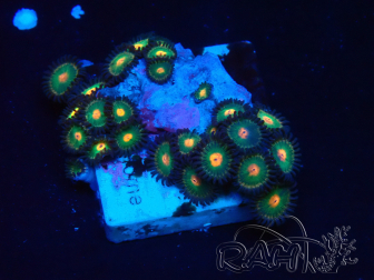 WYSIWYG - Zoanthus Mariculture Indo Acclimated under LED