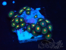 WYSIWYG - Zoanthus Mariculture Indo Acclimated under LED