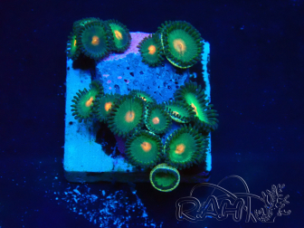 WYSIWYG - Zoanthus Maricoltura Indo Acclimatato sotto led