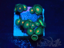 WYSIWYG - Zoanthus 14E2 Mariculture Indo Acclimaté sous led