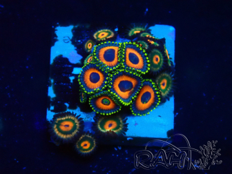 WYSIWYG - Zoanthus Mariculture Indo Acclimated under LED