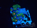 WYSIWYG - Zoanthus Mariculture Indo Acclimaté sous led