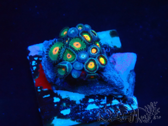 WYSIWYG - Zoanthus  Mariculture Indo Acclimaté sous led
