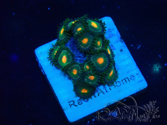 WYSIWYG - Zoanthus Maricultura Indo Aclimatado bajo LED