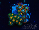 WYSIWYG - Zoanthus Maricultured Indo Acclimated under LED