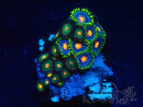 WYSIWYG - Zoanthus Mariculture Indo Acclimaté sous led