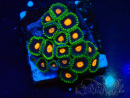 WYSIWYG - Zoanthus Marikultur Indo Akklimatisiert unter LED