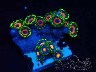 WYSIWYG - Zoanthus Indo Mariculture Acclimated under LED