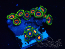 WYSIWYG - Zoanthus Maricoltura Indo Acclimatato sotto led
