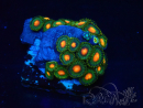 WYSIWYG - Zoanthus Indo Mariculture Acclimated under LED