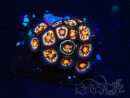 WYSIWYG - Zoanthus Marikultur Indo an LED angepasst