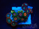 WYSIWYG - Zoanthus Maricoltura Indo Acclimatato sotto led