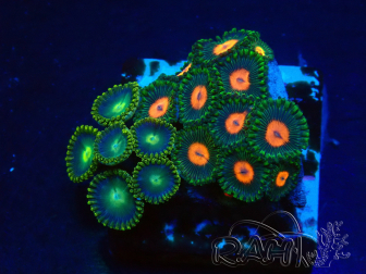 WYSIWYG - Zoanthus Maricultura Indo Aclimatado bajo led