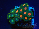 WYSIWYG - Zoanthus Mariculture Indo Acclimated under LED