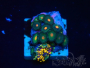 WYSIWYG - Zoanthus Indo Mariculture Acclimated under LED