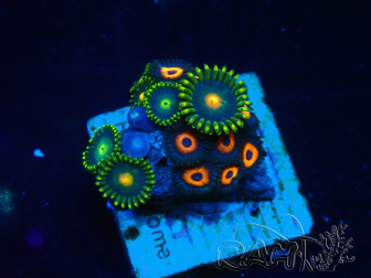 WYSIWYG - Zoanthus 14H3 Mariculture Indo Acclimaté sous led