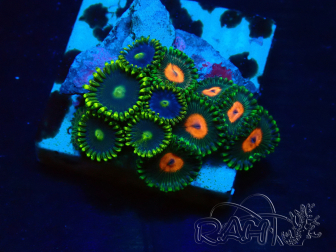 WYSIWYG - Zoanthus 14H6 Mariculture Indo Acclimaté sous led
