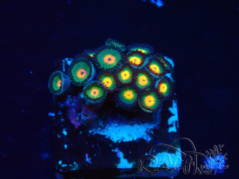 WYSIWYG - Zoanthus 14i1 Mariculture Indo Acclimaté sous led